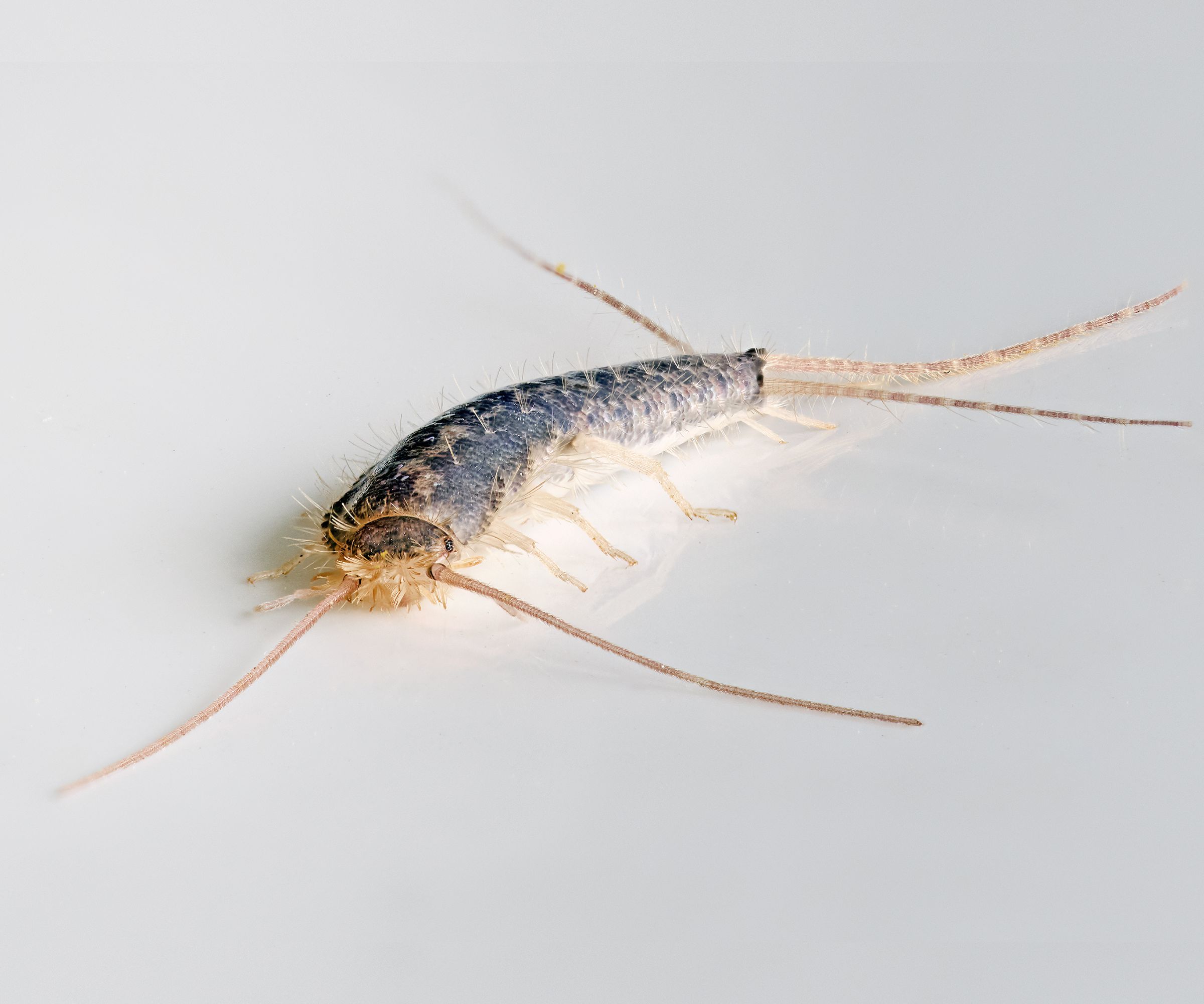 Macro photo of a Gray silverfish (Ctenolepisma longicaudatum) on a white background