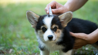 Hand applying flea medicine to a corgi puppy on the grass