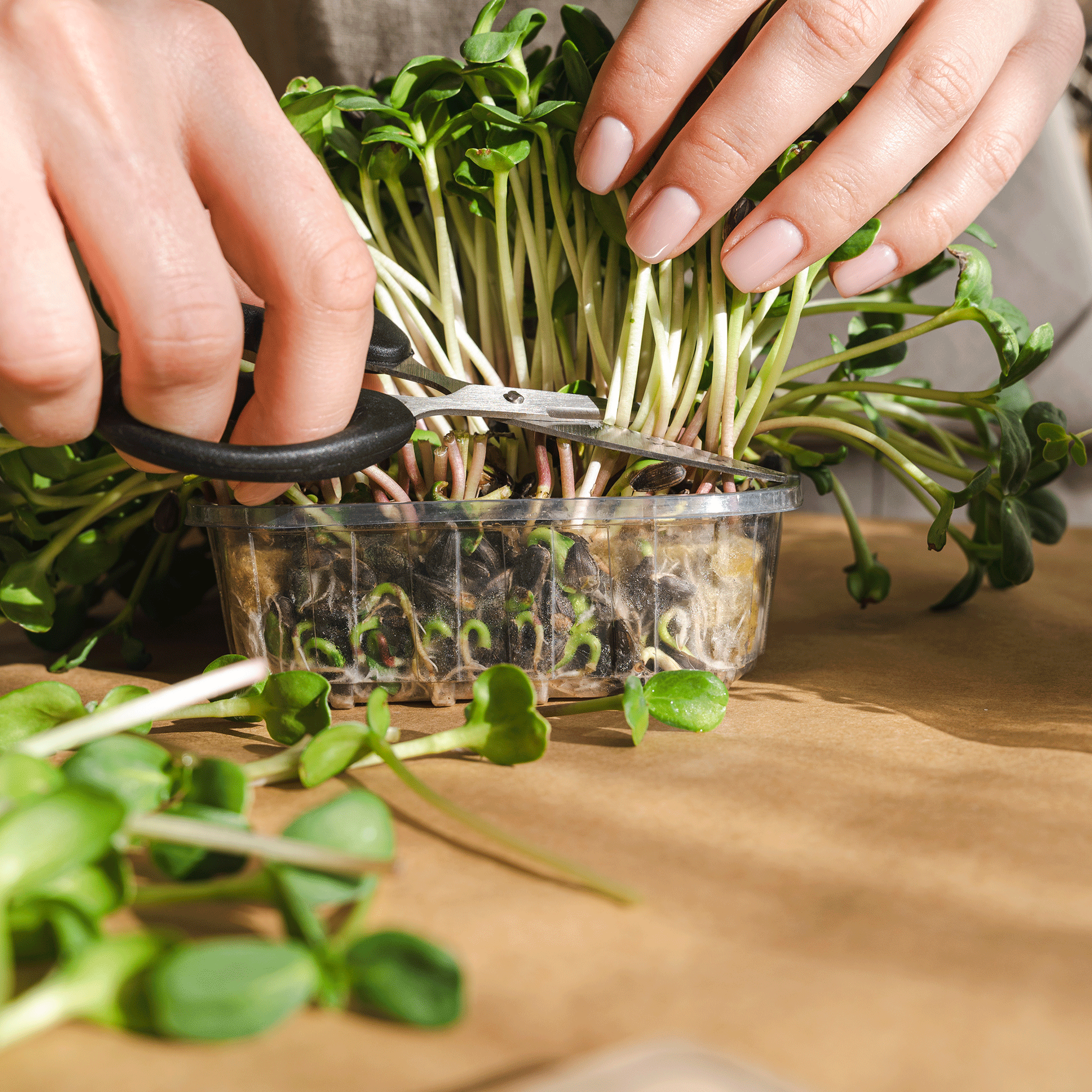 Hand snipping off microgreens