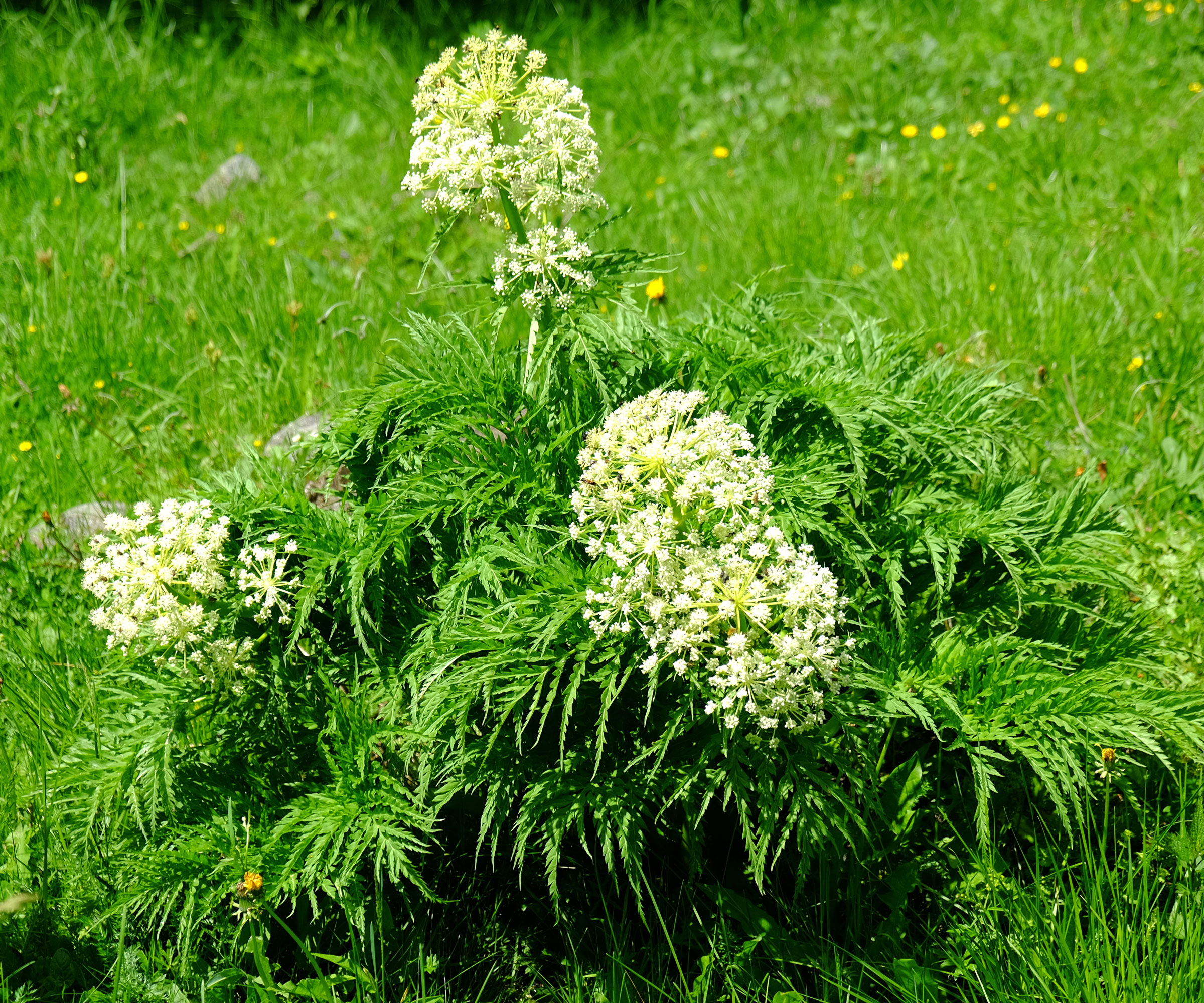 water hemlock weed growing in garden