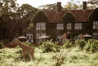 A giraffe stands in tall green grass outside of the ivy-covered Giraffe Manor in Kenya