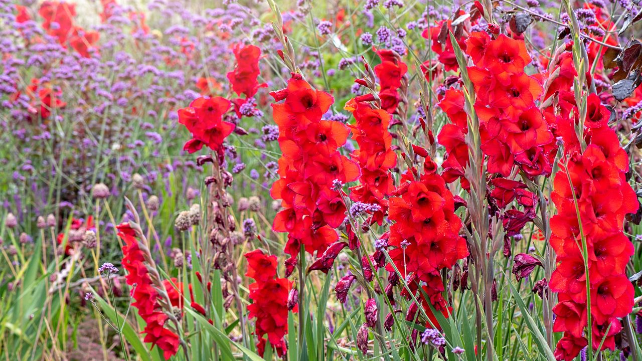 Blooming gladioli