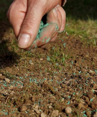 sowing grass seed by hand in spring