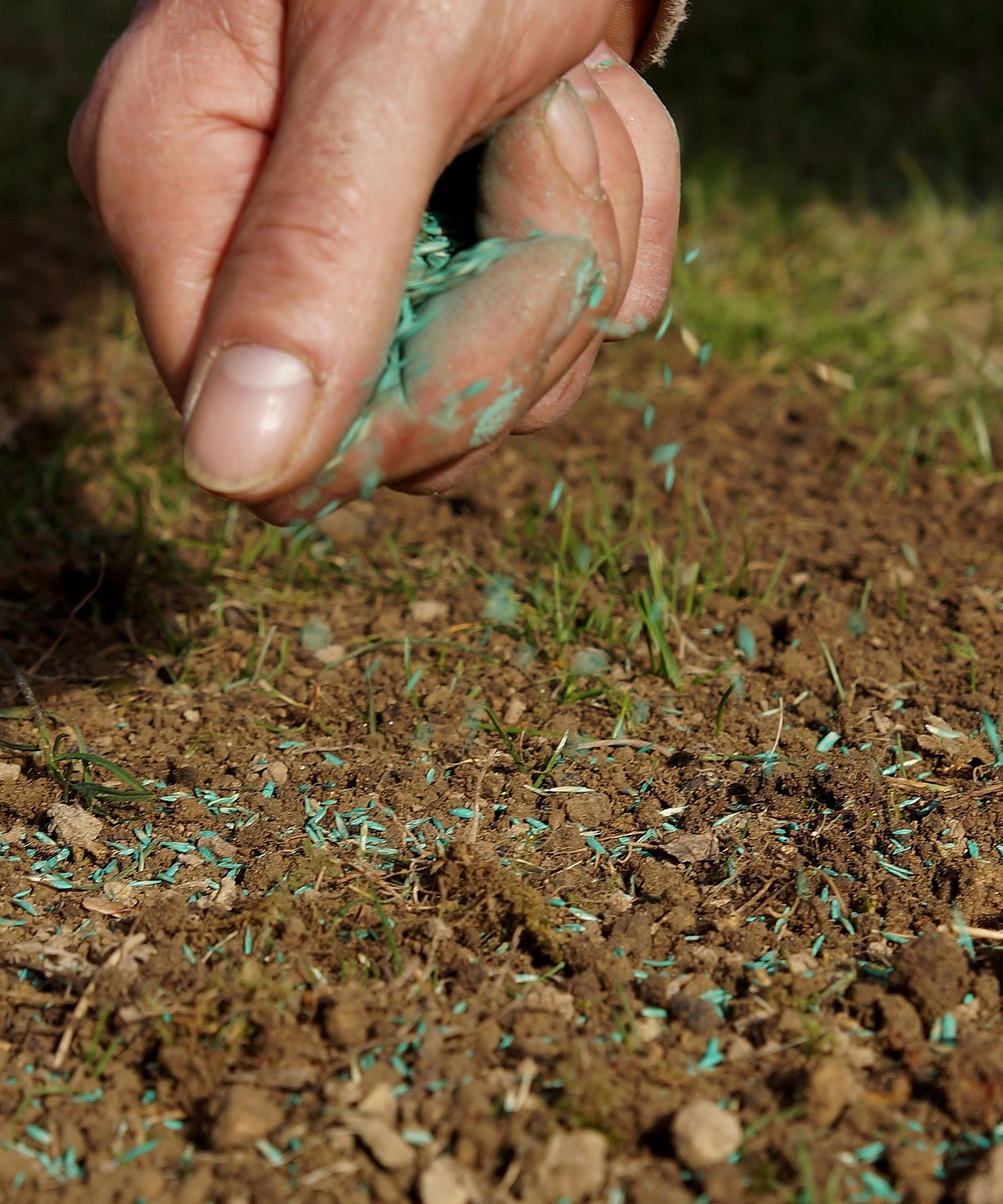 Types Of Drought Tolerant Grass Varieties For Dry Climates Homes And Gardens 2819