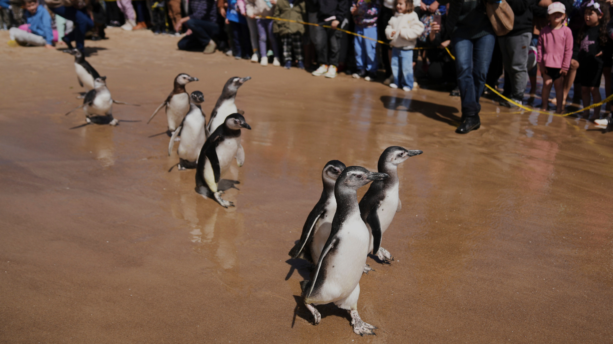 Penguins