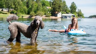 Poodle in the water with child