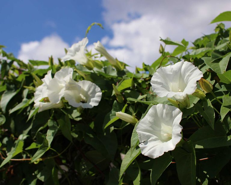 How to kill bindweed top tips for getting rid of this pesky weed Gardeningetc