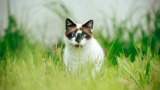 Siamese cat