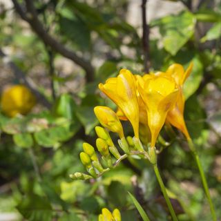 Close up of yellow fushia flowers