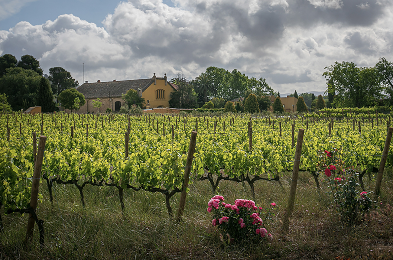 The-Mas-La-Plana-vineyard-at-Torres.-Credit-Familia-Torres.jpg