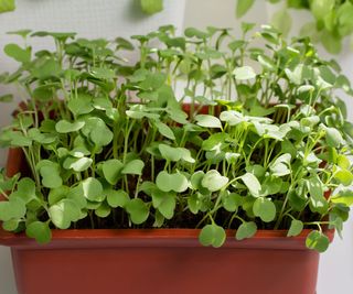 arugula plants growing in tub