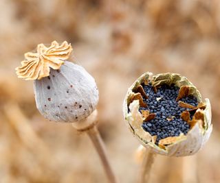 Poppy seed heads containing hundreds of small seeds