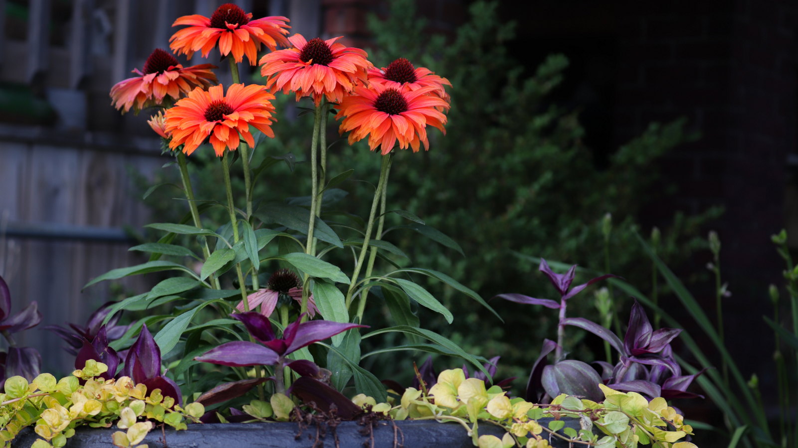 Red coneflowers blooming in a black container with other plants