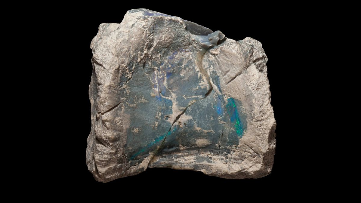 A fossil vertebrae of the newly discovered dinosaur species &lt;em&gt;Fostoria dhimbangunmal&lt;/em&gt; discovered in opal.