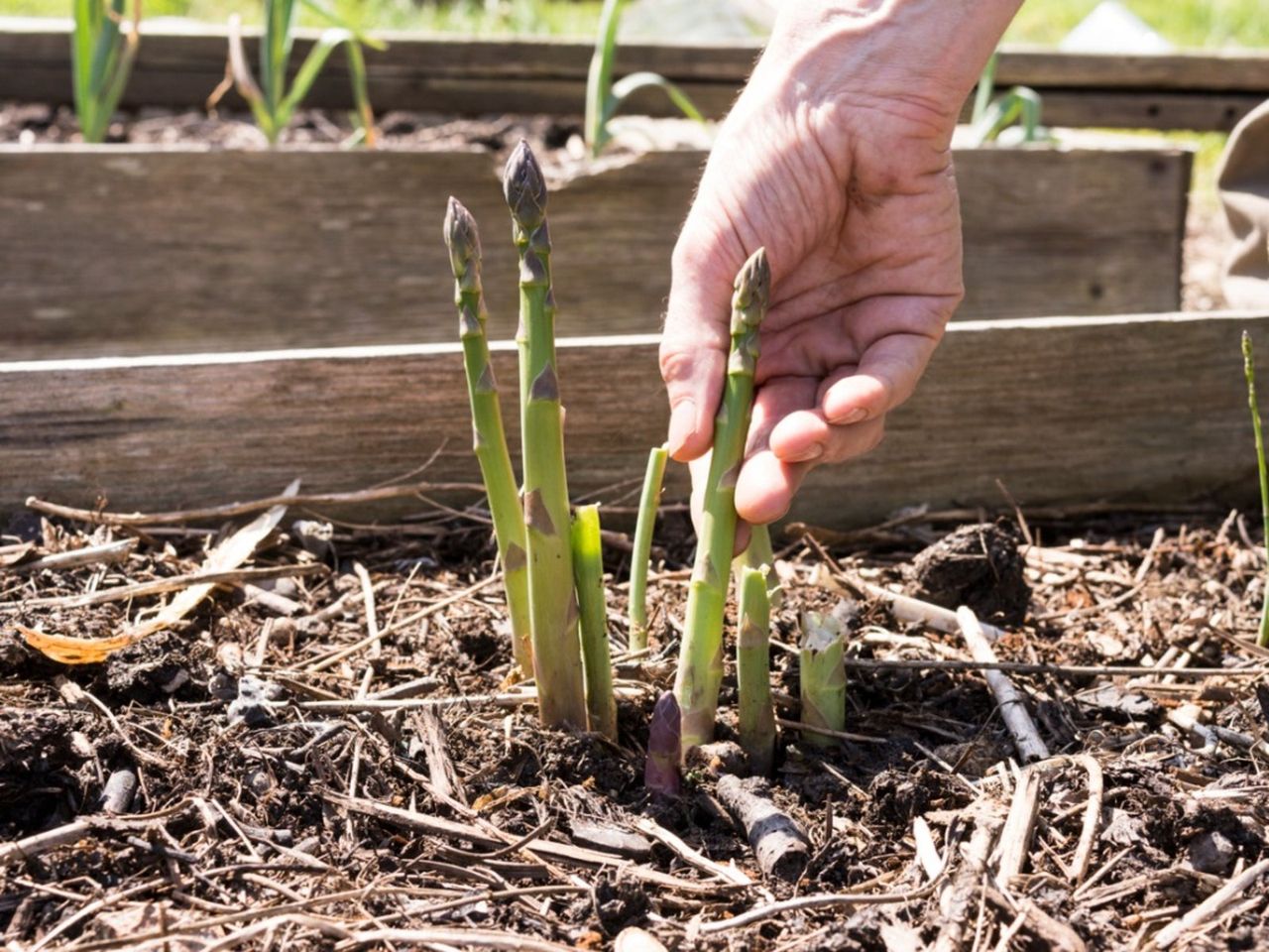 Harvesting Asparagus From The Garden