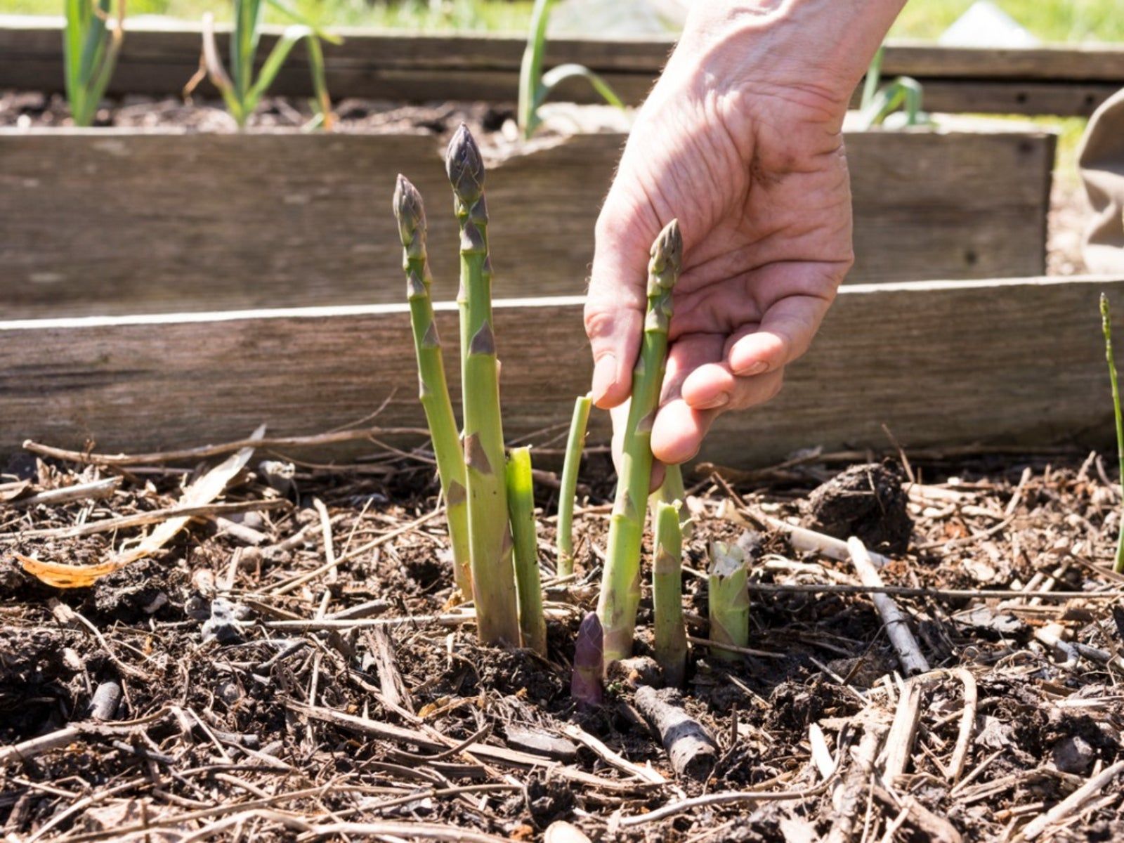 Harvesting Asparagus: How To Pick Asparagus | Gardening Know How