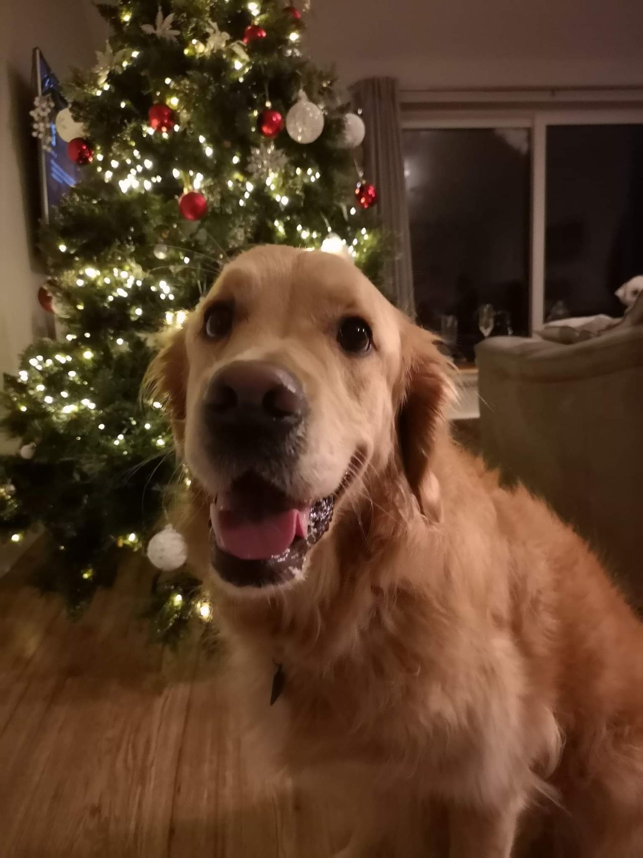 christmas prompt challenge dog by the tree