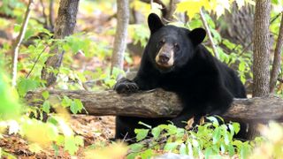 Black bear in woodland