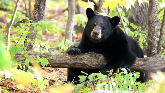 Bear spray at the ready: warnings issued in Banff National Park over bold black bear behavior, while elsewhere hiker releases viral video of grizzly trailing him Bear spray at the ready: warnings issued in Banff National Park over bold black bear behavior, while elsewhere hiker releases viral video of grizzly trailing him