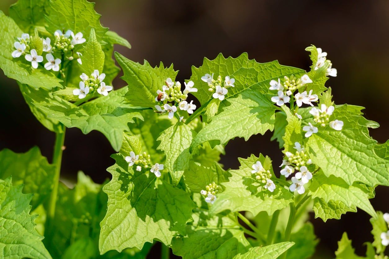 Garlic Mustard Plants