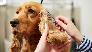 Dog having his ears brushed