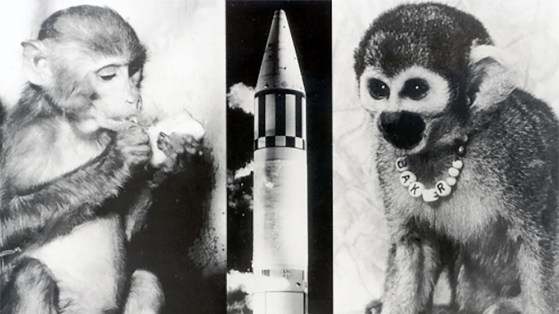 photos of two rhesus macaque monkeys and the rocket on which launched into space
