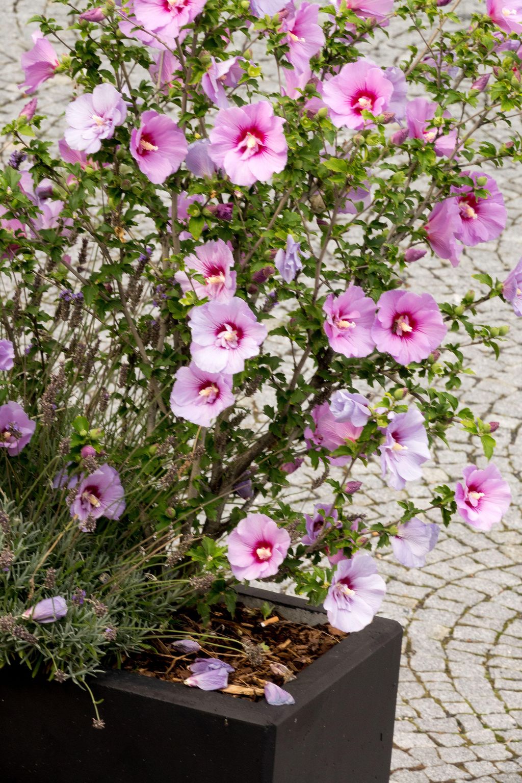 how-to-winterize-hibiscus-homes-gardens