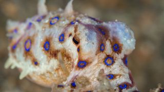 A close up of a blue-ringed octopus