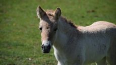 PFoal1.jpg