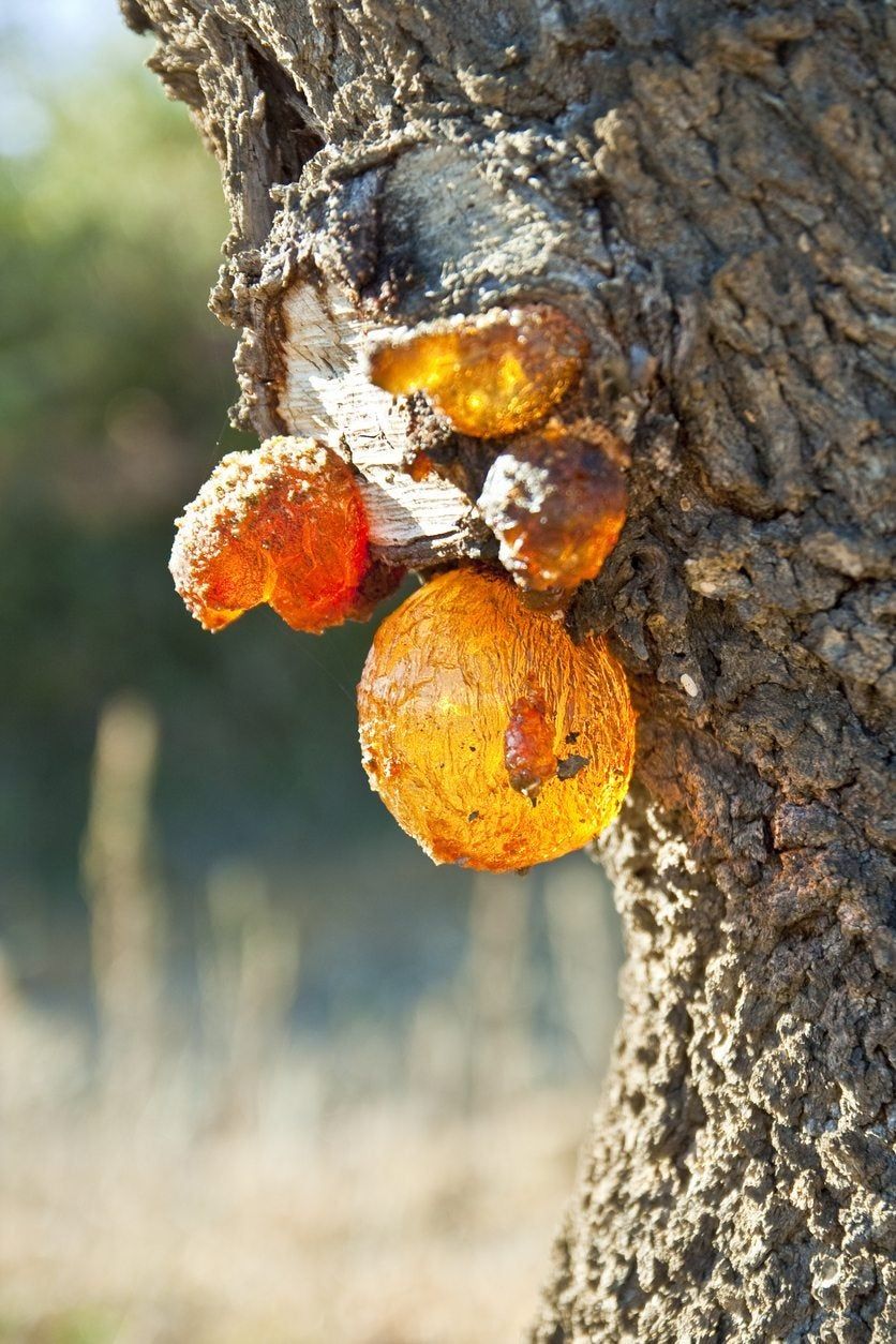 Almond Diseased Tree