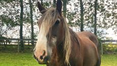 Rupert_The-Horse-Trust-6.jpg