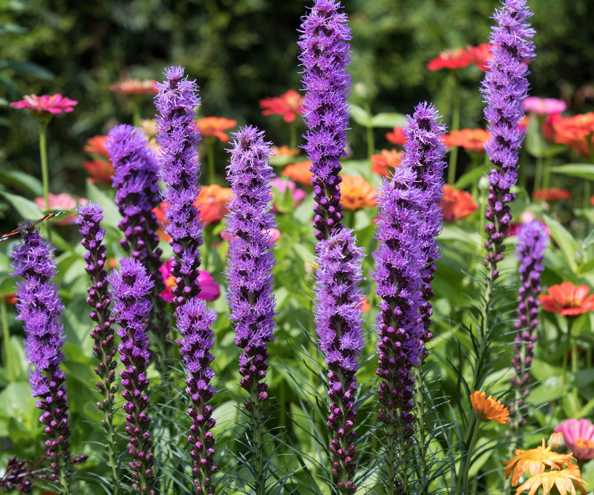 Liatris spicata flowers in the summer garden