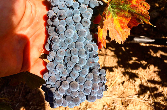 Petite Sirah grapes in the Rabbit Ridge vineyards, Paso Robles, California