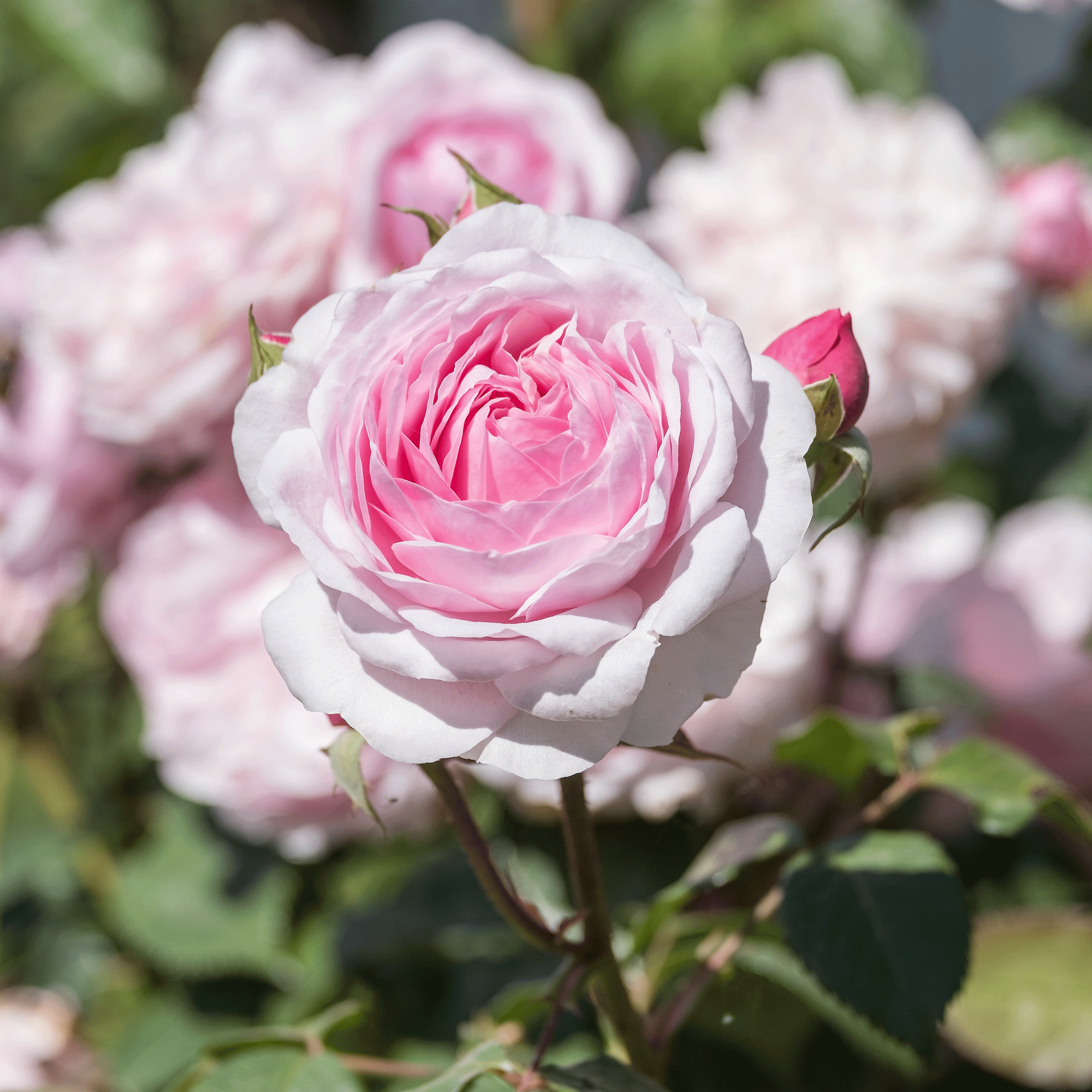 a close up of a Gertrude Jekyll shrub rose