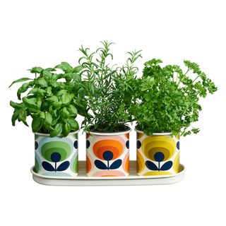 floral designed potted plants