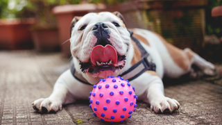 Bulldog sitting next to a toy with his tongue out