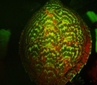Glowing sea turtle shell