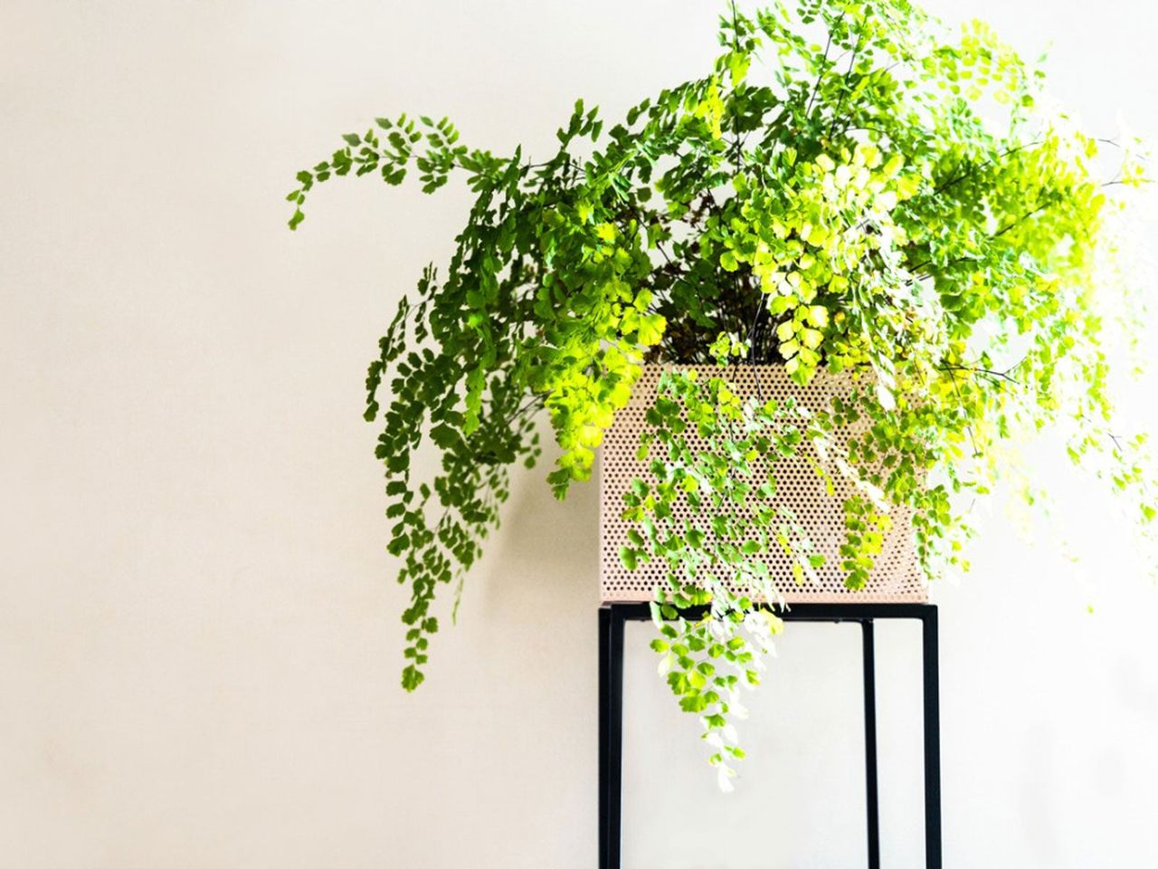 Indoor Houseplant Potted In Square Container On Black Stand