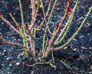 Pruned rose shrub