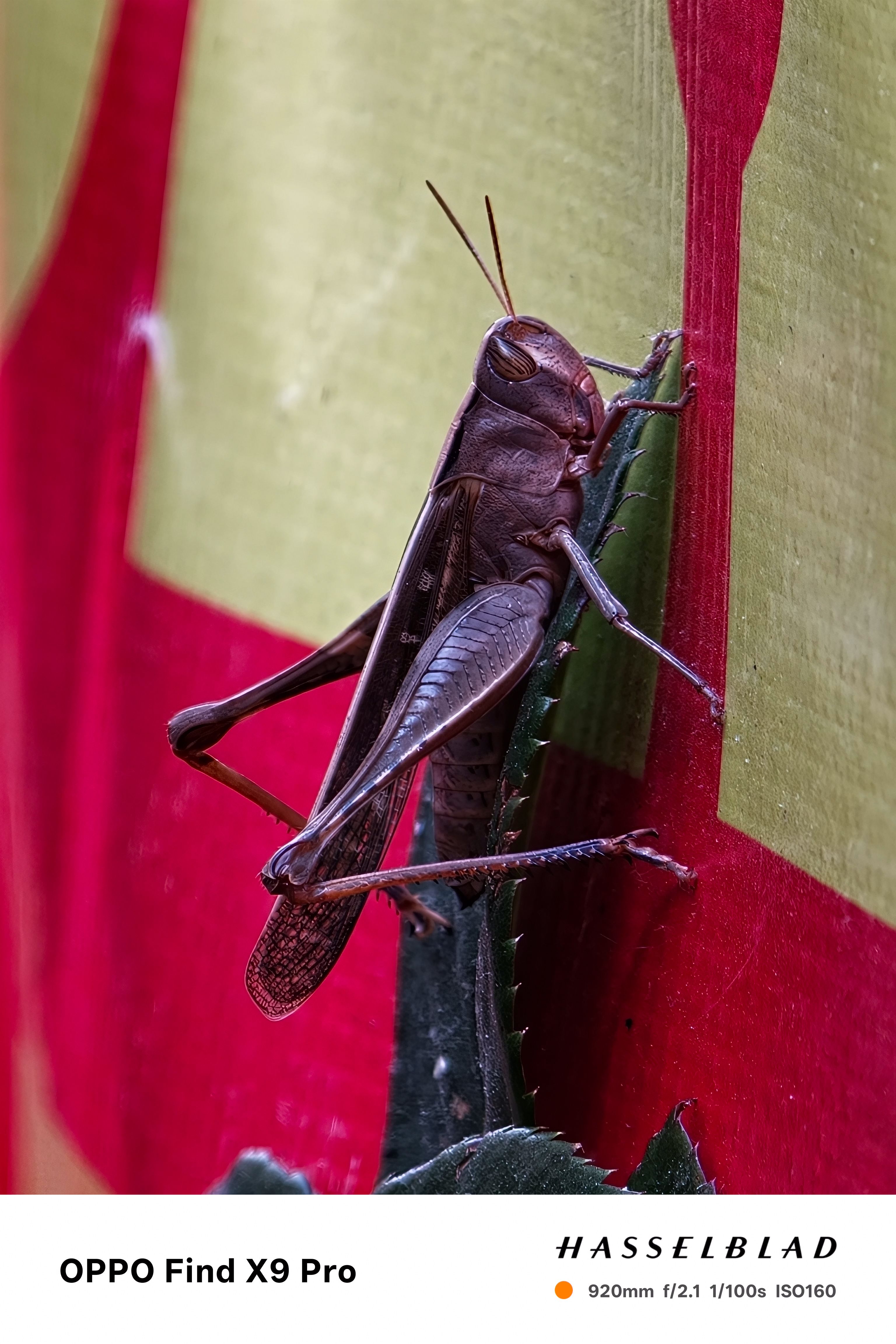 Close-up of a grasshopper on a leaf