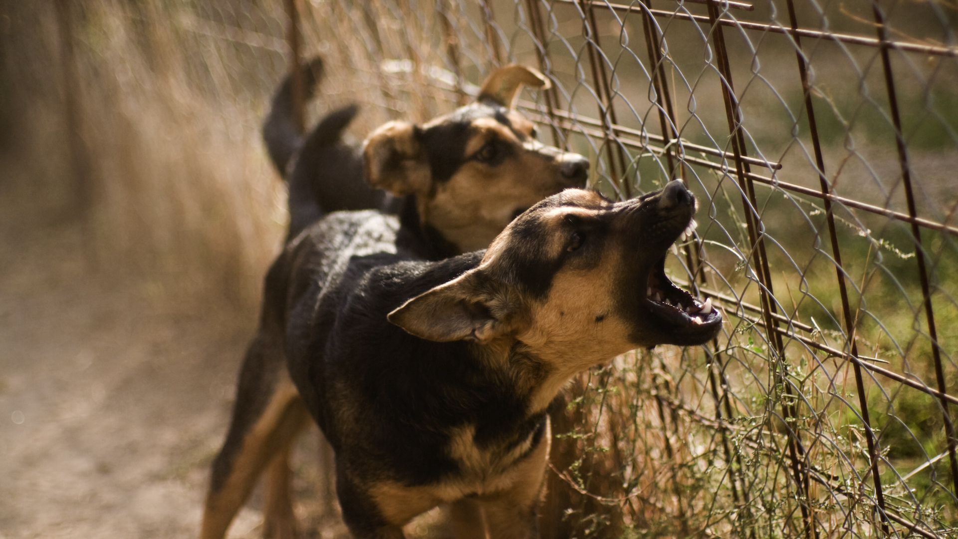 Two guard dogs, ears back