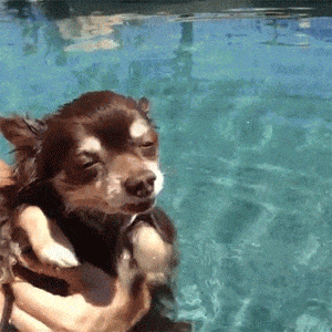 Dog Enjoying the Water