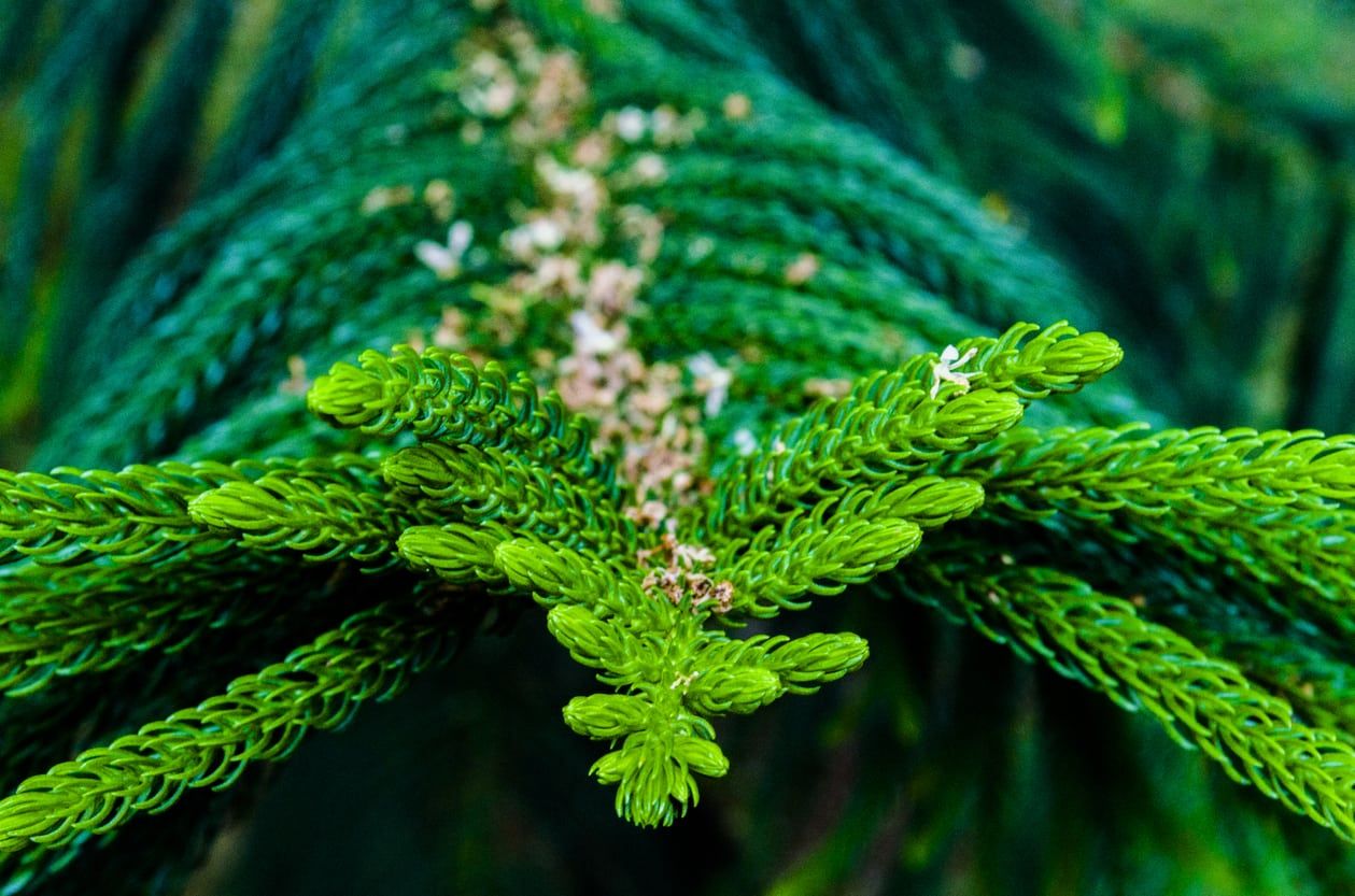 Norfolk Pine Tree Branch