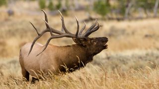 Bull elk in field bellowing