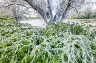 Spider webs entangle a tree