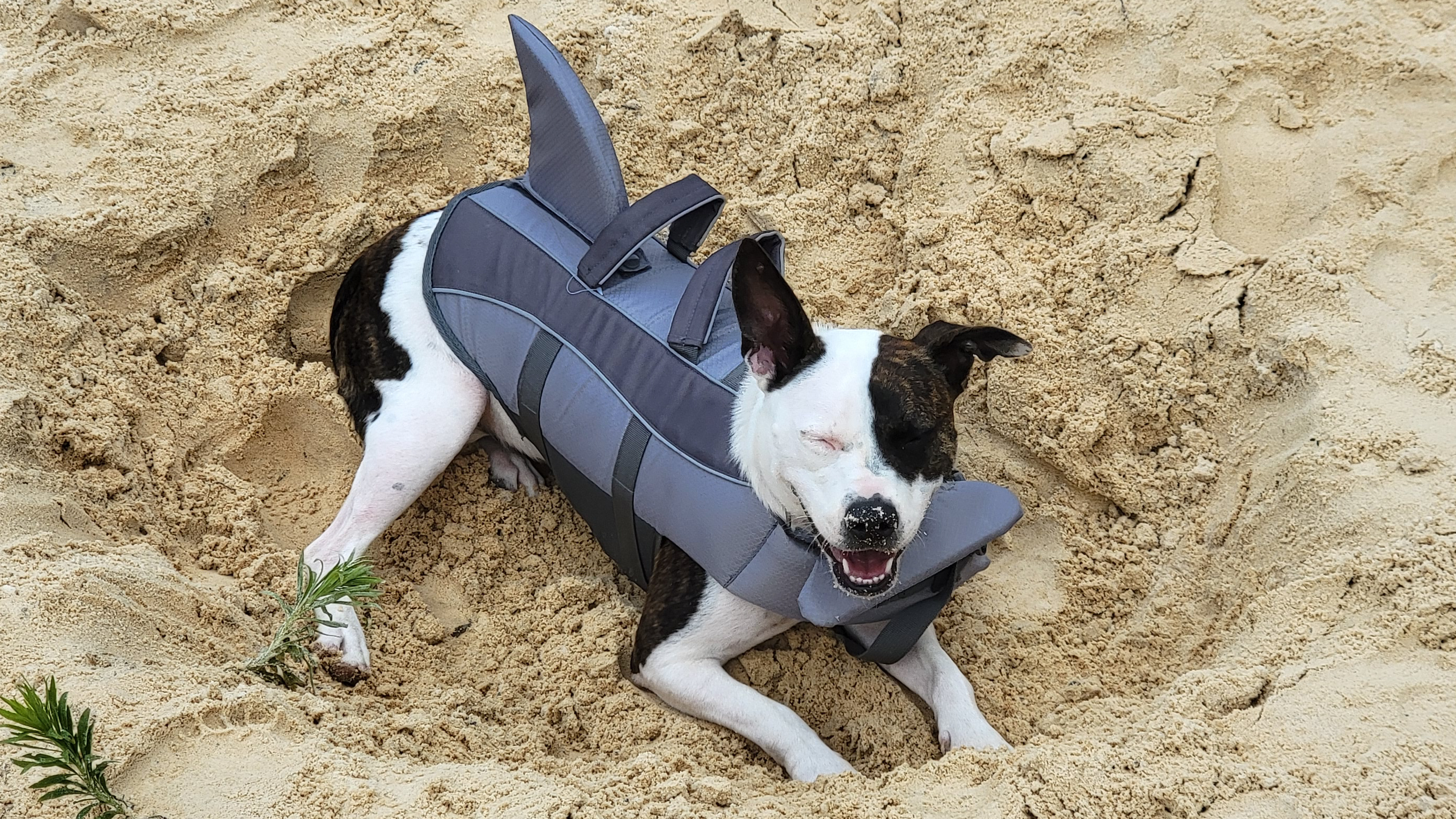 An American Pit Bull Terrier in a shark life jacket digging a hole in the sand