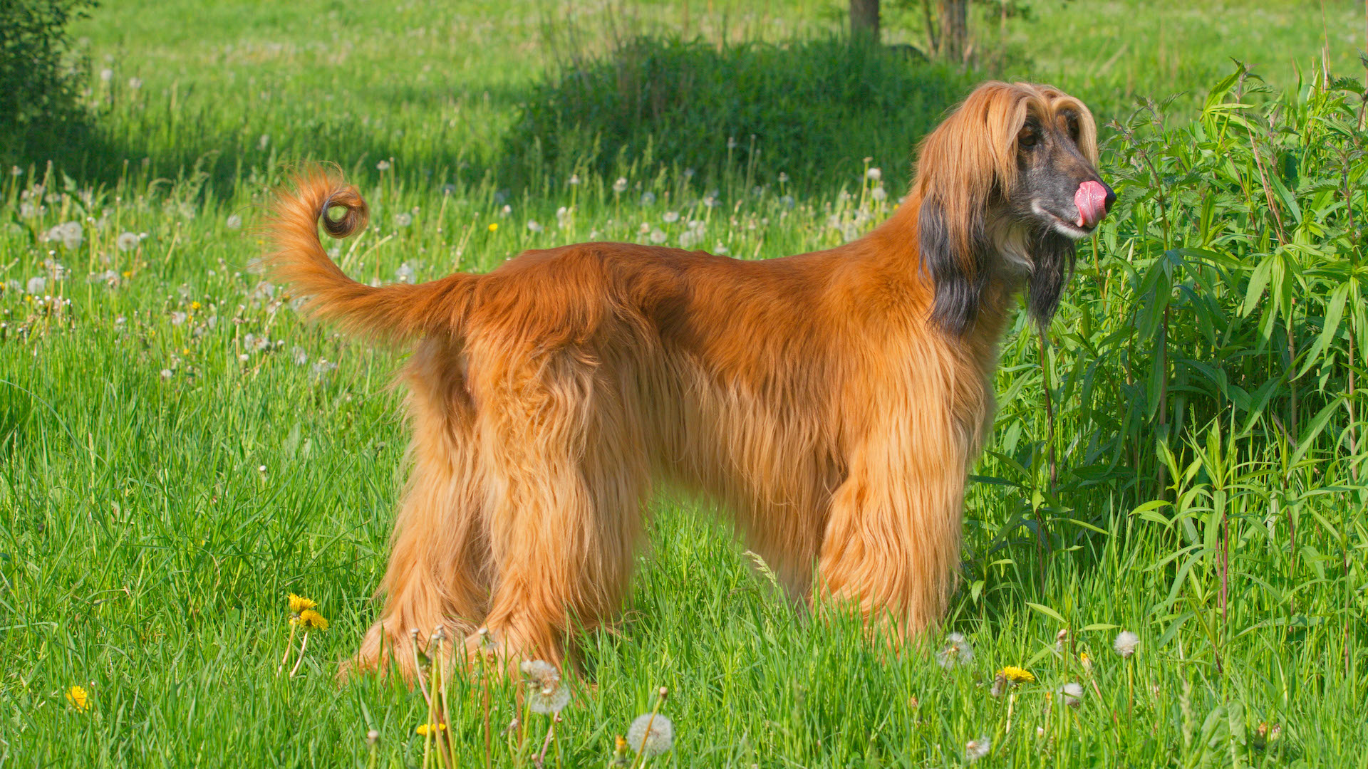 Afghan hound in grassy field