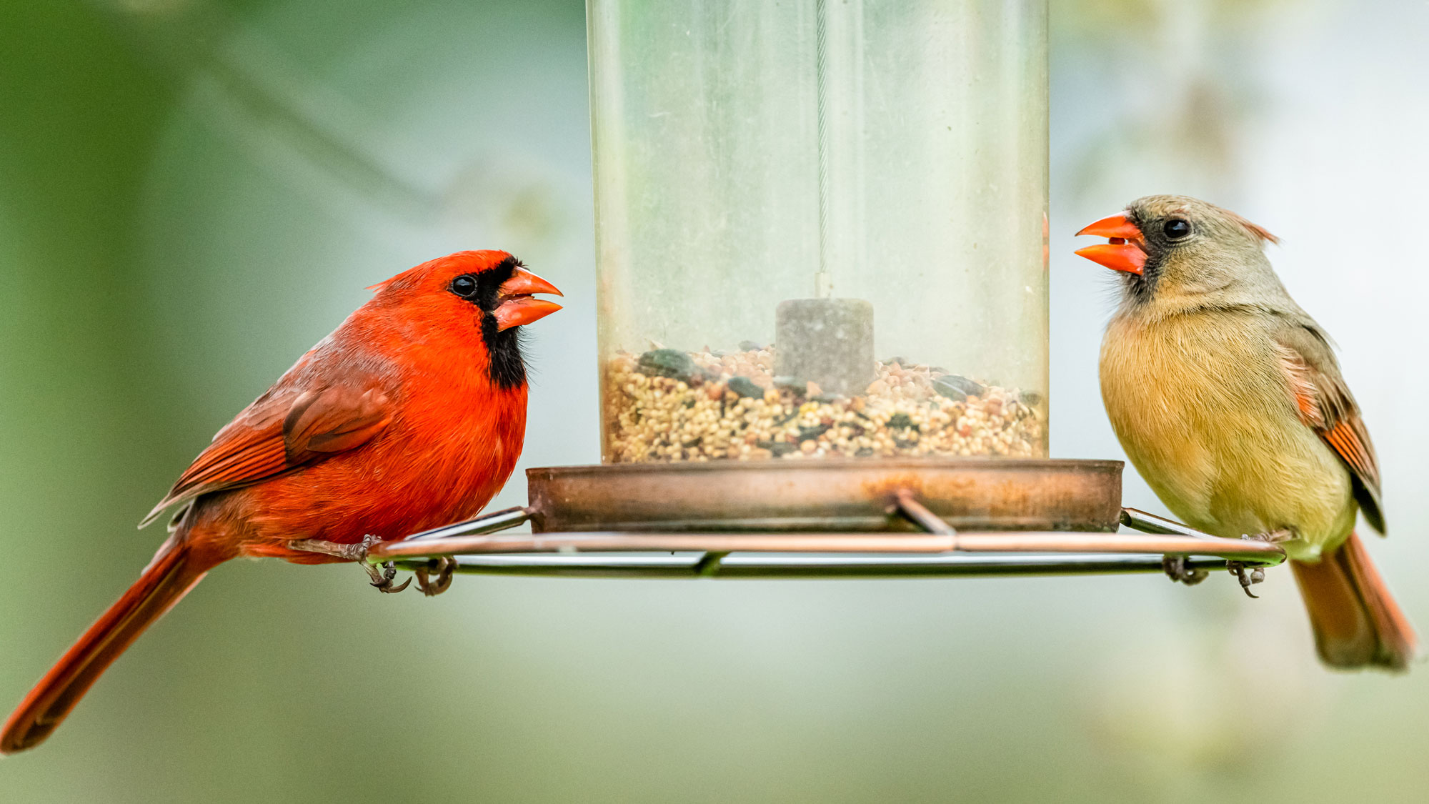 two cardinals sitting on plastic seed tube feeder
