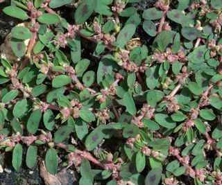 Spotted Spurge