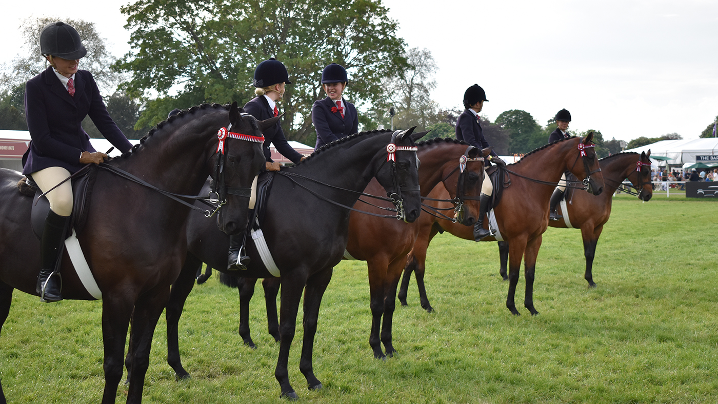 A line up of intermediate show riding type entries.